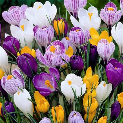 Planting Bulbs for Spring