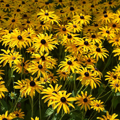 Digging Through the Differences: Types of Rudbeckia Explained