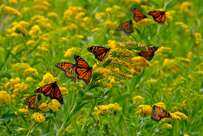 The Fall Migration of Monarch Butterflies