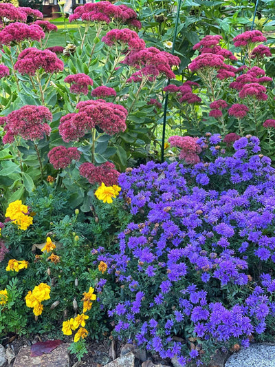 Embracing the Beauty of Autumn: Why Fall is the Perfect Time to Plant Garden Plants