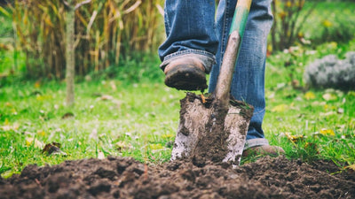 What’s the deal with fall planting?