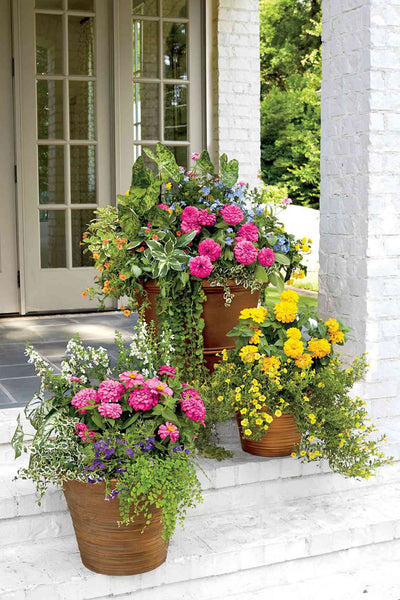 Planted Containers