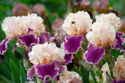 German Irises
