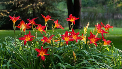 Day Lilies