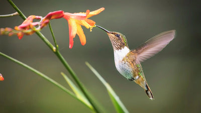 The Hummingbird Haven Collection