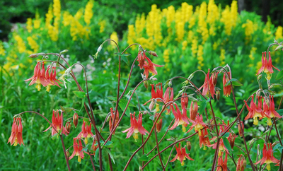 Spring Top Picks