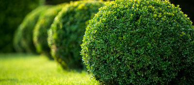 Perfectly trimmed boxwood shrubs