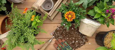 Soil & Fertilizer
