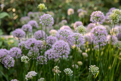 Fall Bulbs