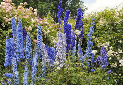 The Cottage Garden Collection