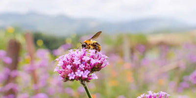 Pollinators