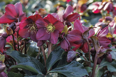 Hellebores