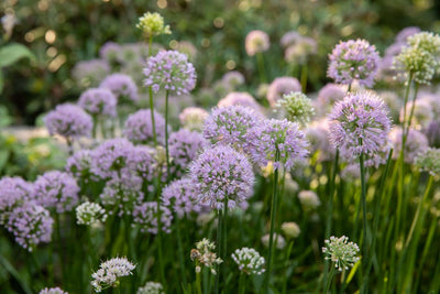 Spring Hardy Bulbs