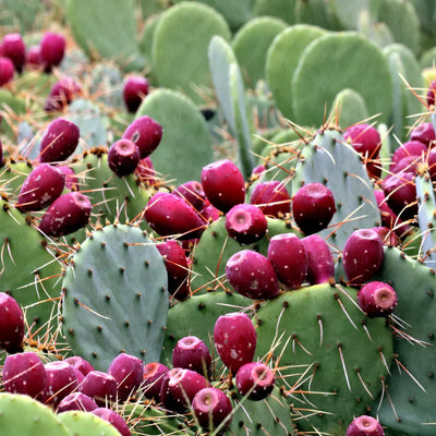 HOT PLANTS