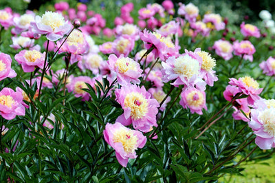 Peonies