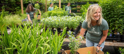 A selection of beautiful perennials being packed by a Bloombox employee
