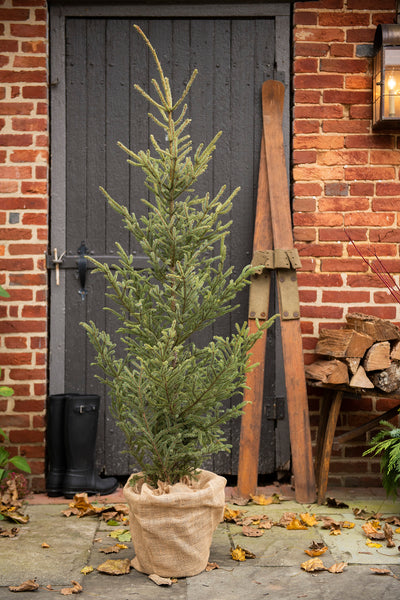 Christmas Trees